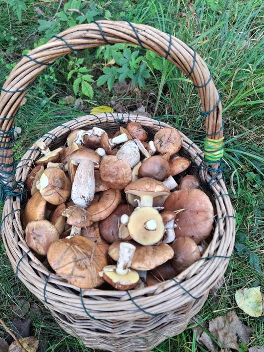 Grzyby w Łódzkiem