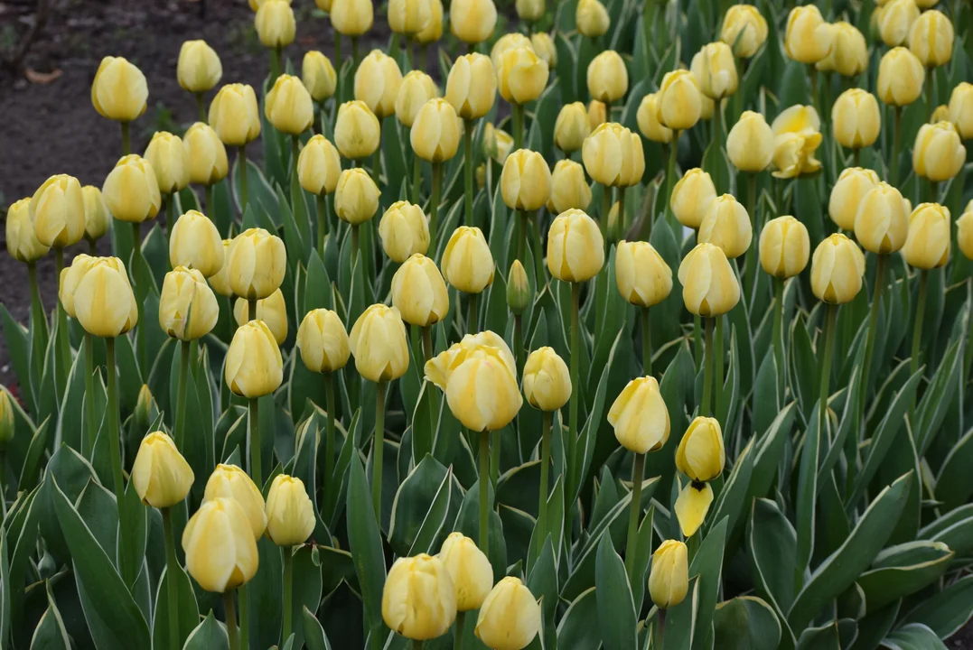 Tulipany w ogrodzie botanicznym