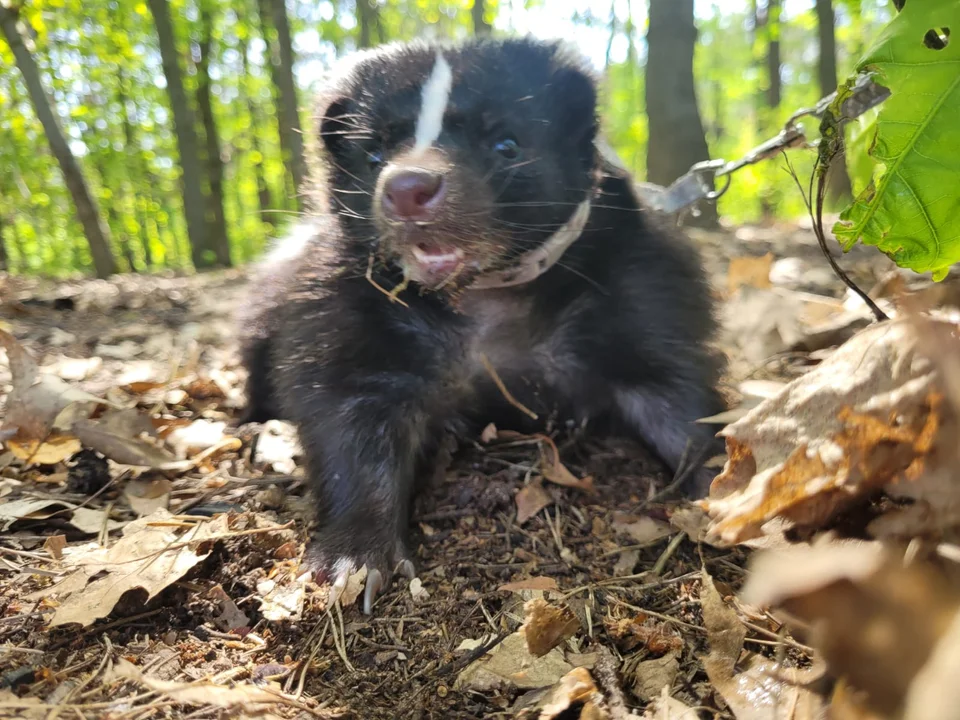 Skunksiczka Ivi mieszka na Retkini