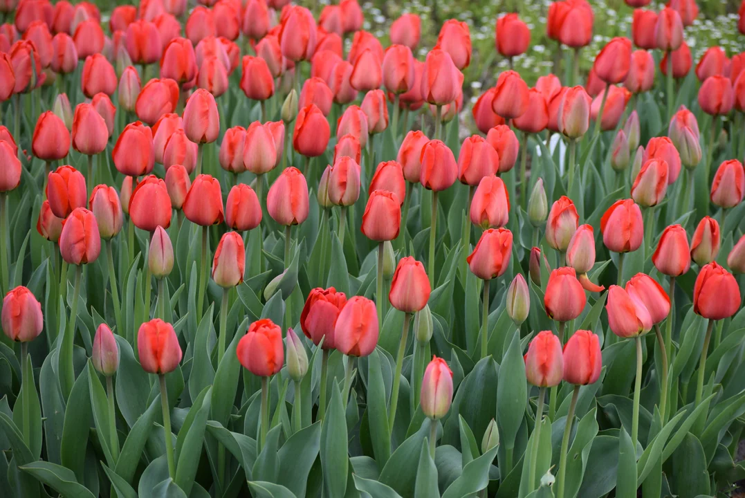 Tulipany w ogrodzie botanicznym