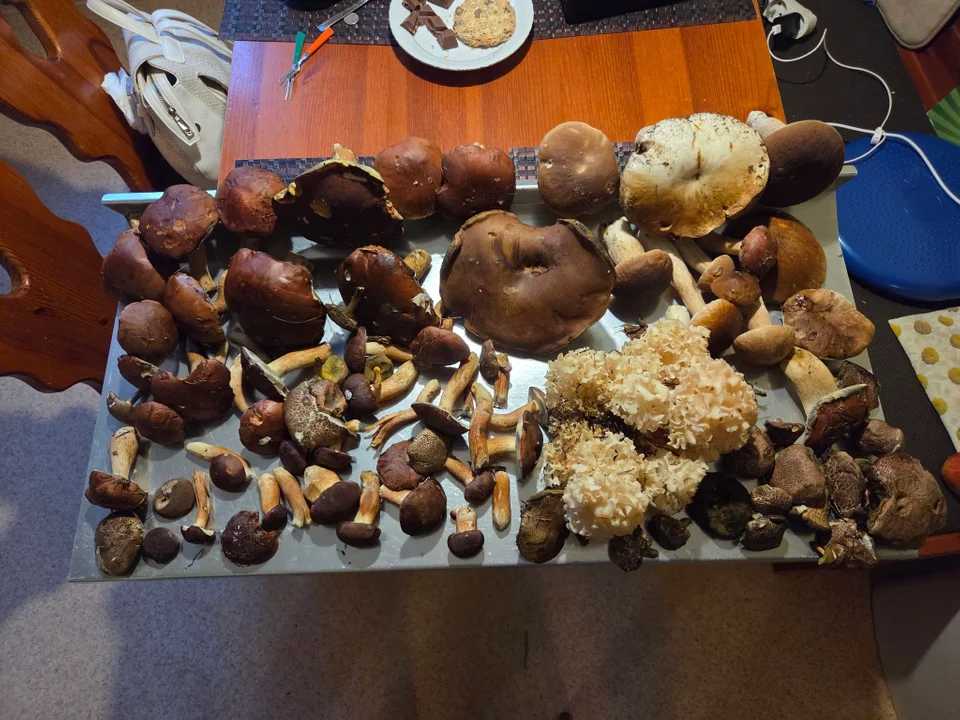 Grzybobranie w Łódzkiem