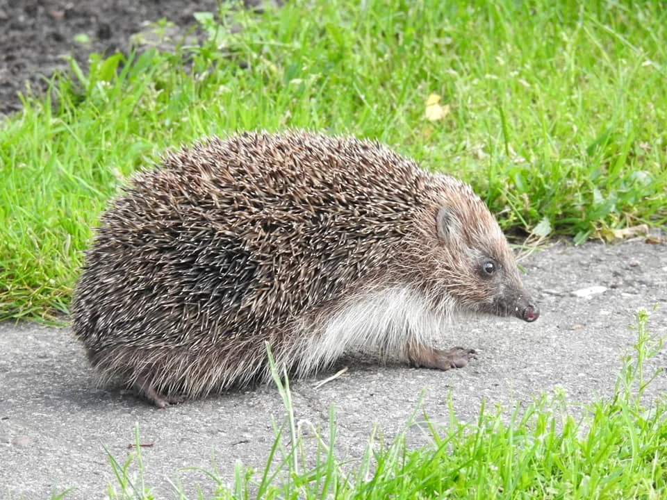 Jeż ze Zgierza