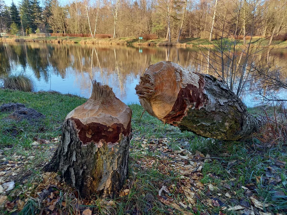 Sokolniki-Las to piękna miejscowość. Zobaczcie galerię zdjęć mieszkańców