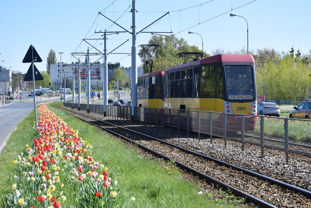 Tulipany na Bałutach