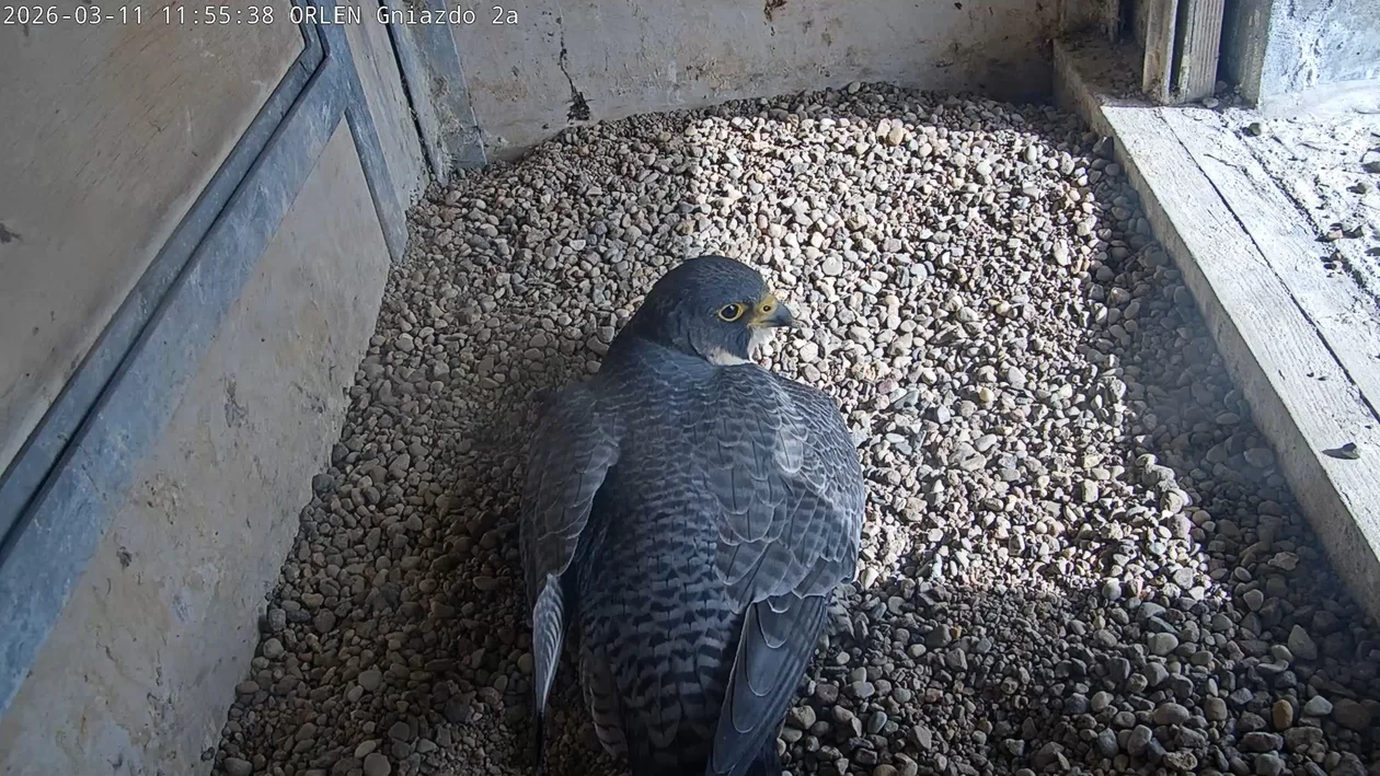 Orlenowskie sokoły znów zostaną rodzicami? Jest pierwsze jajo w tym roku