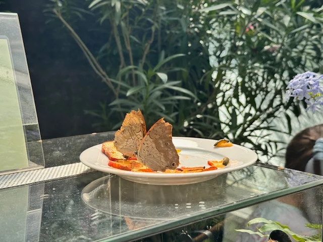 Motyle w palmiarni