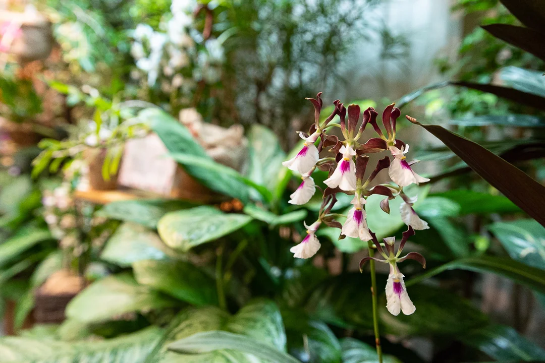 Tajemniczy świat storczyków w Ogrodzie Botanicznym w Łodzi