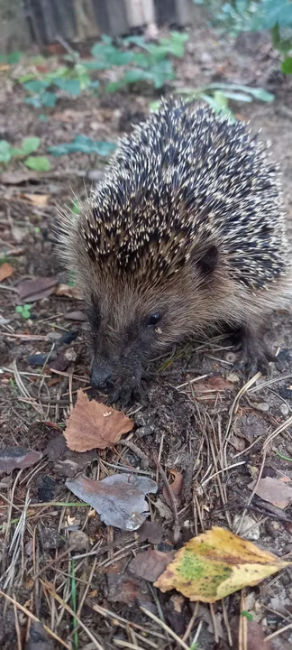 Łoś na prywatnej posesji pod Zgierzem. Jak się zachować, gdy spotkamy dzikie zwierzęta? [zdjęcia]