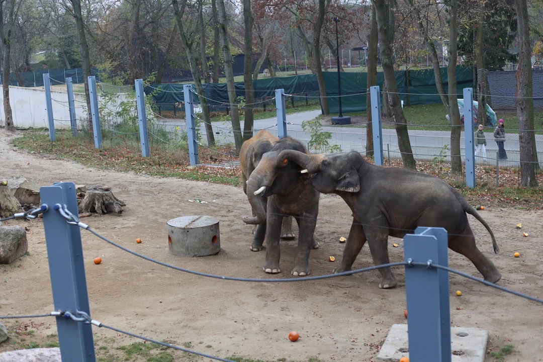 Słonie w łódzkim zoo – 2024 r.