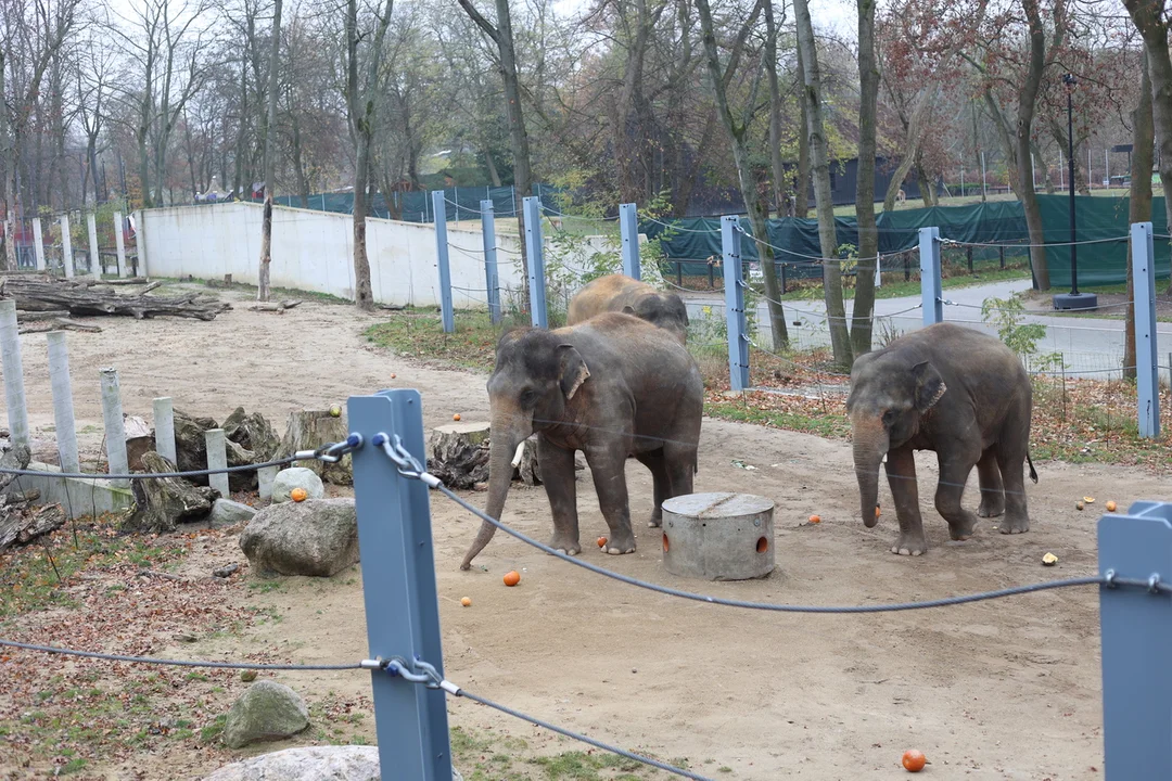 Słonie indyjskie na wybiegu w łódzkim zoo – 08.11.2024 r.