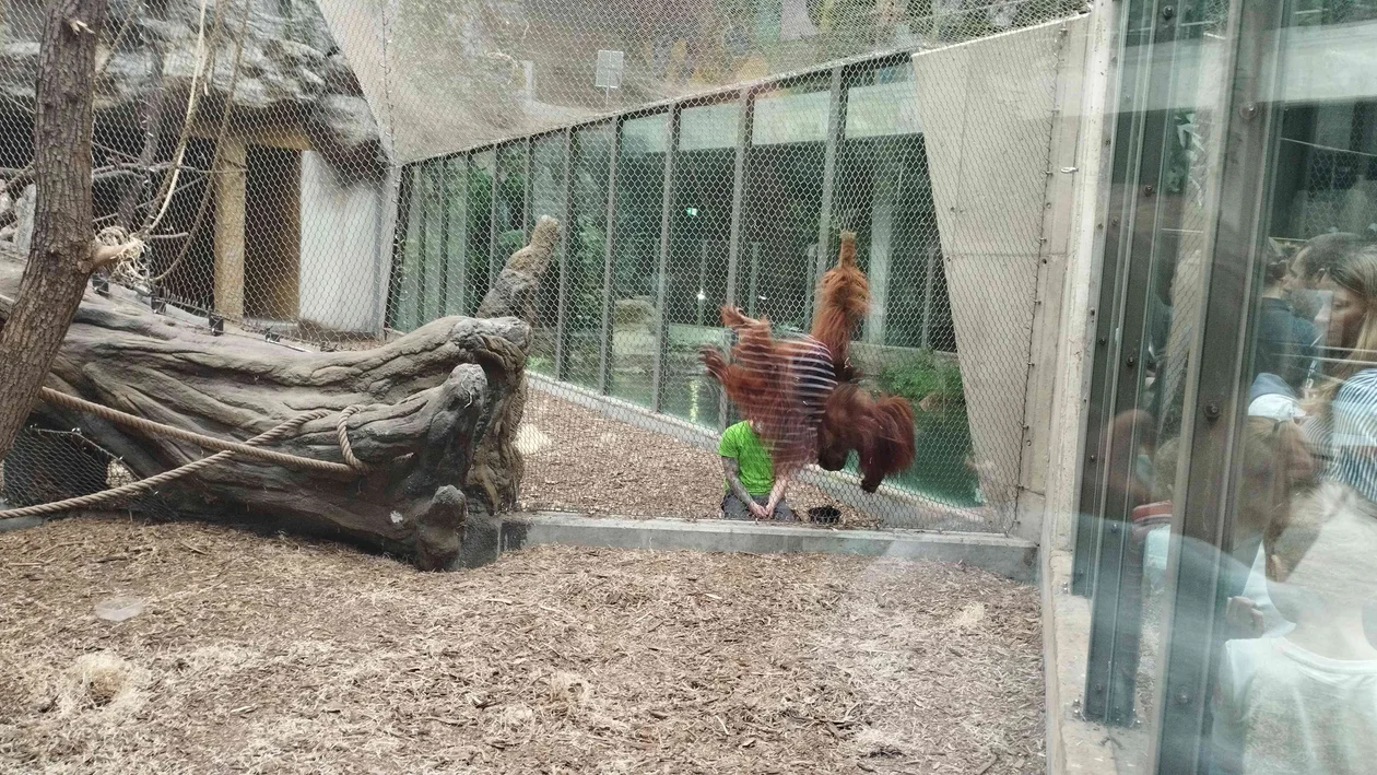 Mój dzień z opiekunem orangutanów