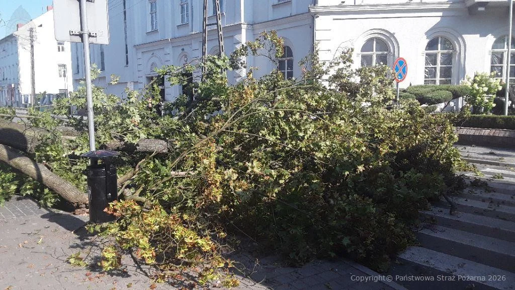 Drzewo runęło na budkę z pieczywem w Piotrkowie