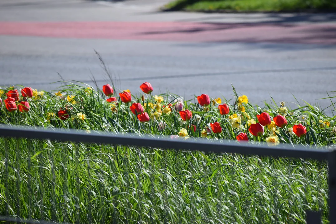 Tulipany na Bałutach