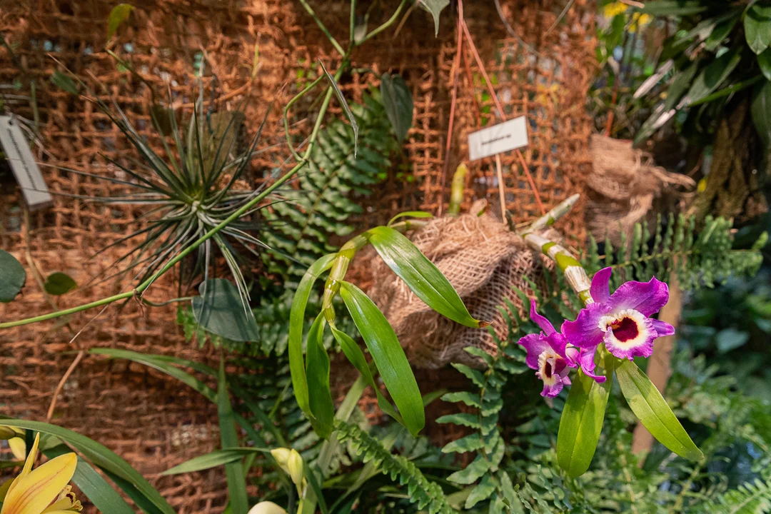 Tajemniczy świat storczyków w Ogrodzie Botanicznym w Łodzi