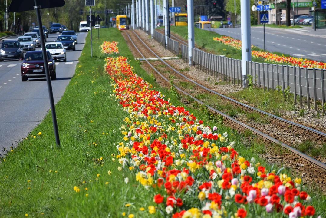 Tulipany na Bałutach