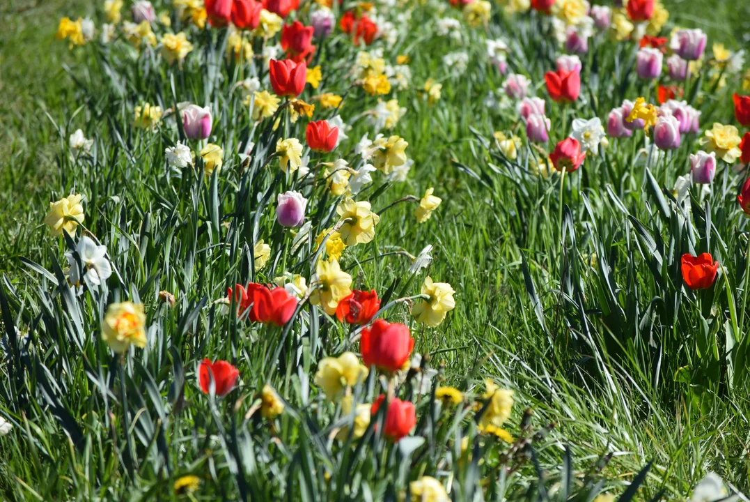 Tulipany na Bałutach