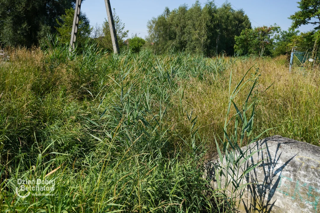 Zarośnięta Rakówka w Bełchatowie