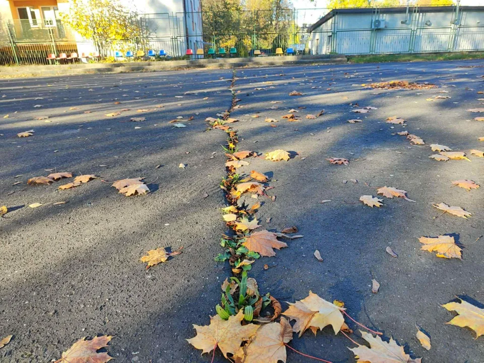 Rozpada się boisko przy jednej ze szkół na Bałutach. Pieniądze na remont zbierają... rodzice [FOTO] - Zdjęcie główne
