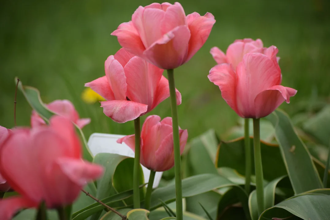 Tulipany w ogrodzie botanicznym