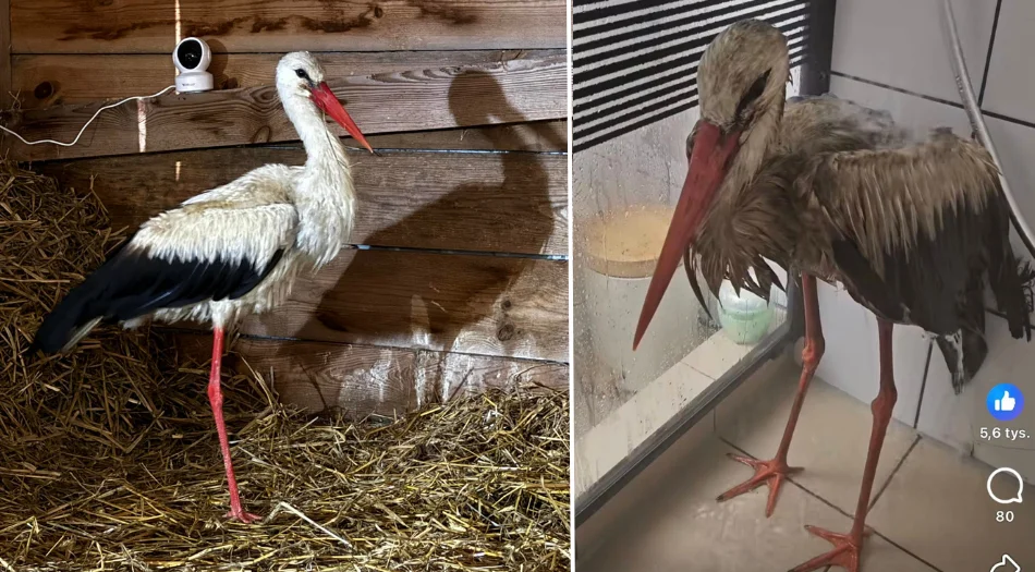 Historia Lolka ma szczęśliwy finał. Ten bocian poruszył nie jedno serce (ZDJĘCIA) - Zdjęcie główne