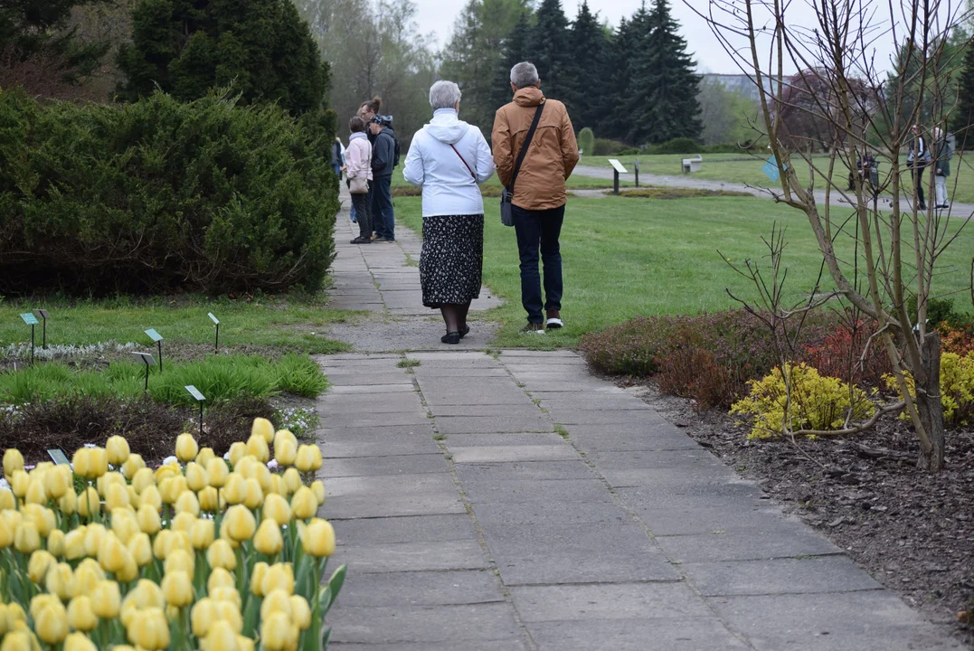 Tulipany w ogrodzie botanicznym