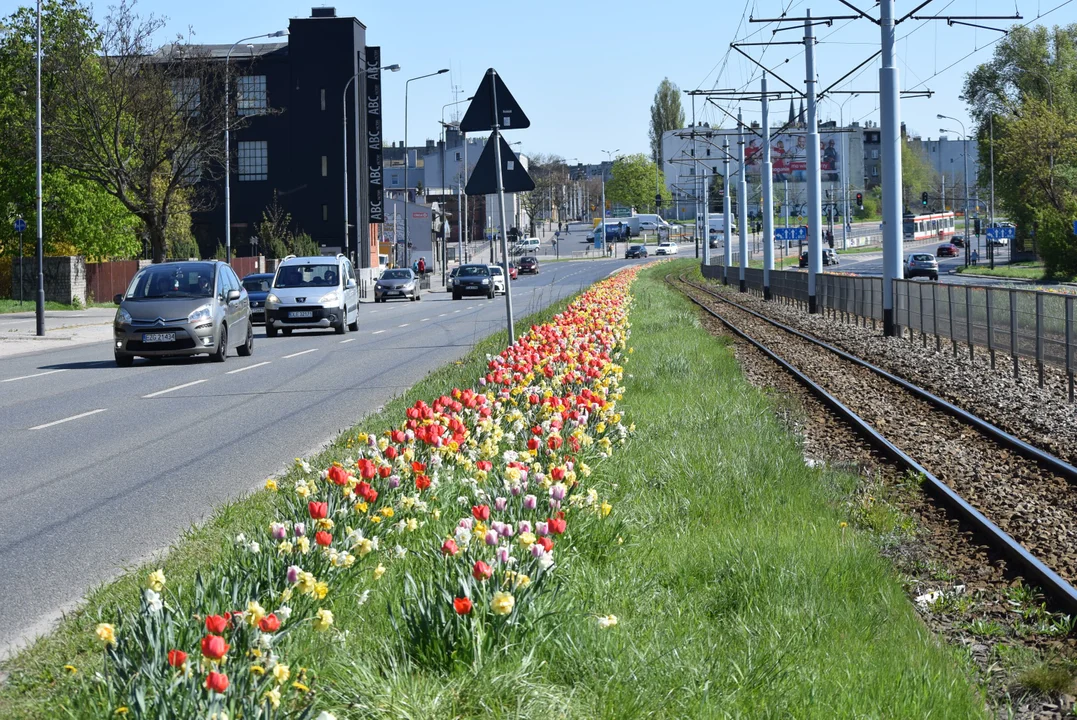 Tulipany na Bałutach