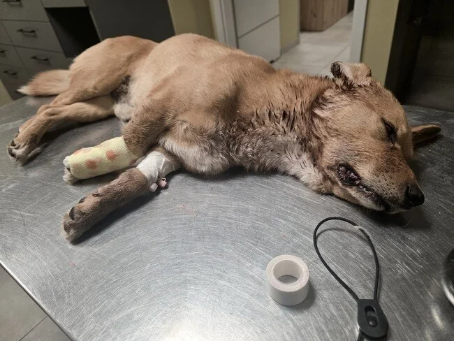 ranny pies w powiecie piotrkowskim znaleziony i uratowany