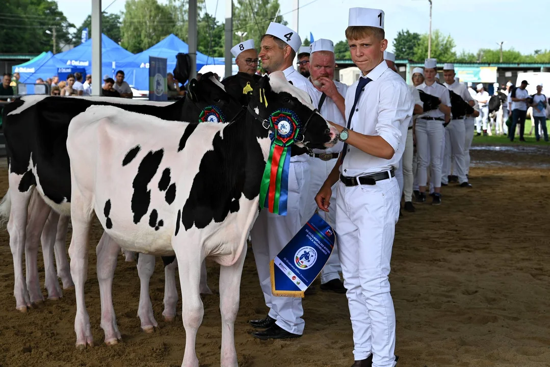 Wystawa zwierząt hodowlanych w Bratoszewicach