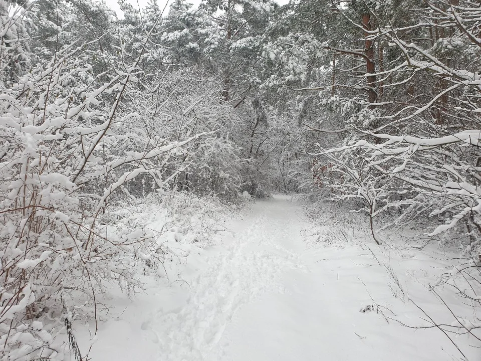 Śnieżna galeria ze Zgierza i Sokolnik-Lasu