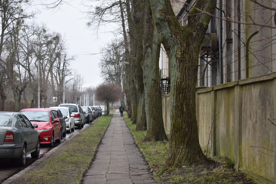 Drzewa na ulicy Kuropatwińskiej w Zgierzu