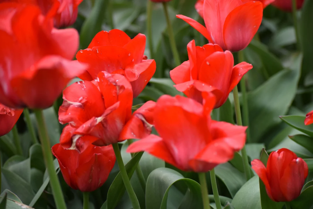 Tulipany w ogrodzie botanicznym