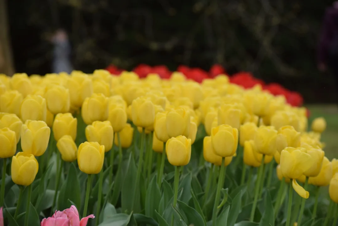 Tulipany w ogrodzie botanicznym