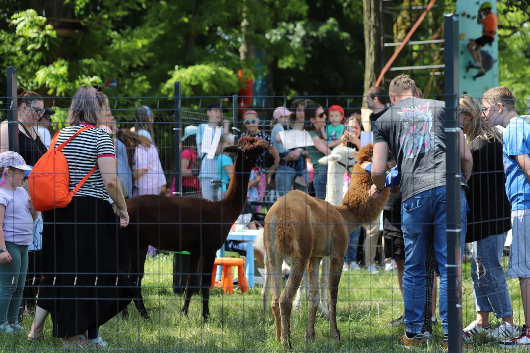 Piknik rodzinny z okazji dnia dziecka na Młynku w Łodzi