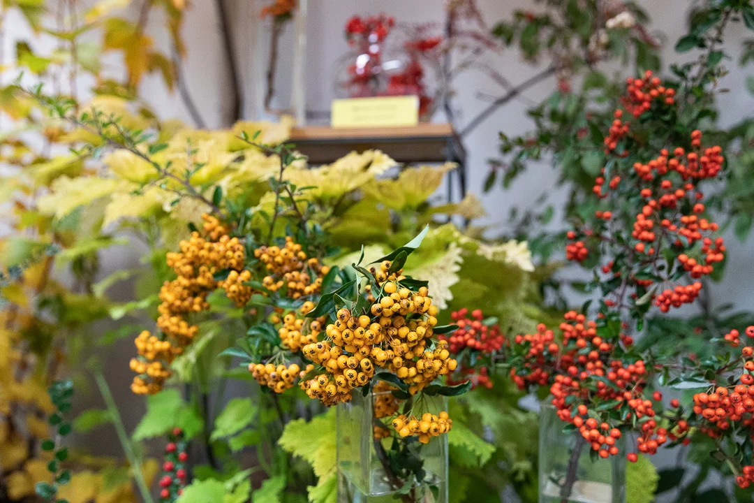 Łodzianie obejrzeli tematyczną, jesienną wystawę w Ogrodzie Botanicznym.