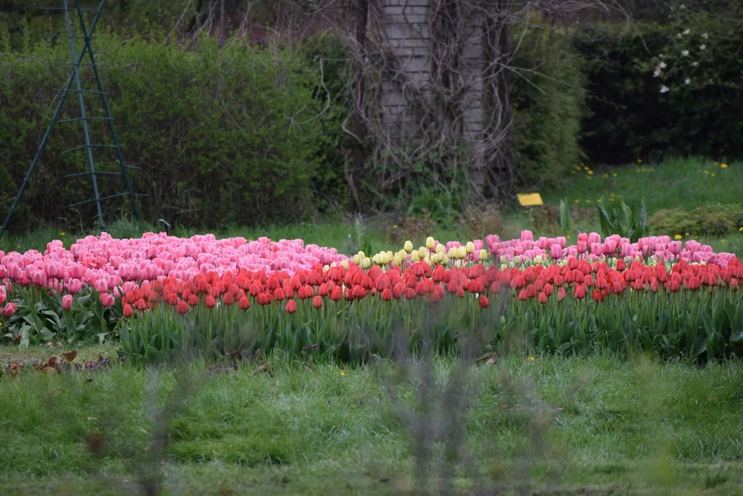 Tulipany w ogrodzie botanicznym