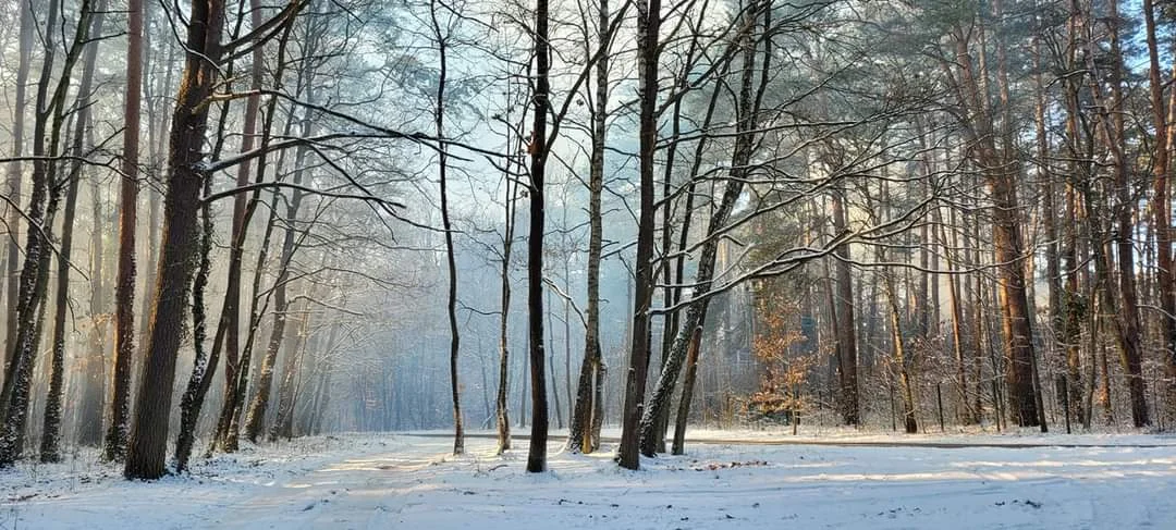 Zgierz i Sokolniki-Las przykryte śnieżnym puchem [galeria] - Zdjęcie główne