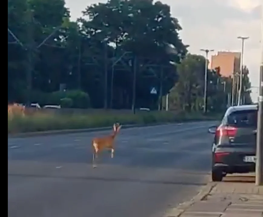 Jelonek próbował uciekać ul. Pabianicką. Rozbił się o przystanek tramwajowy