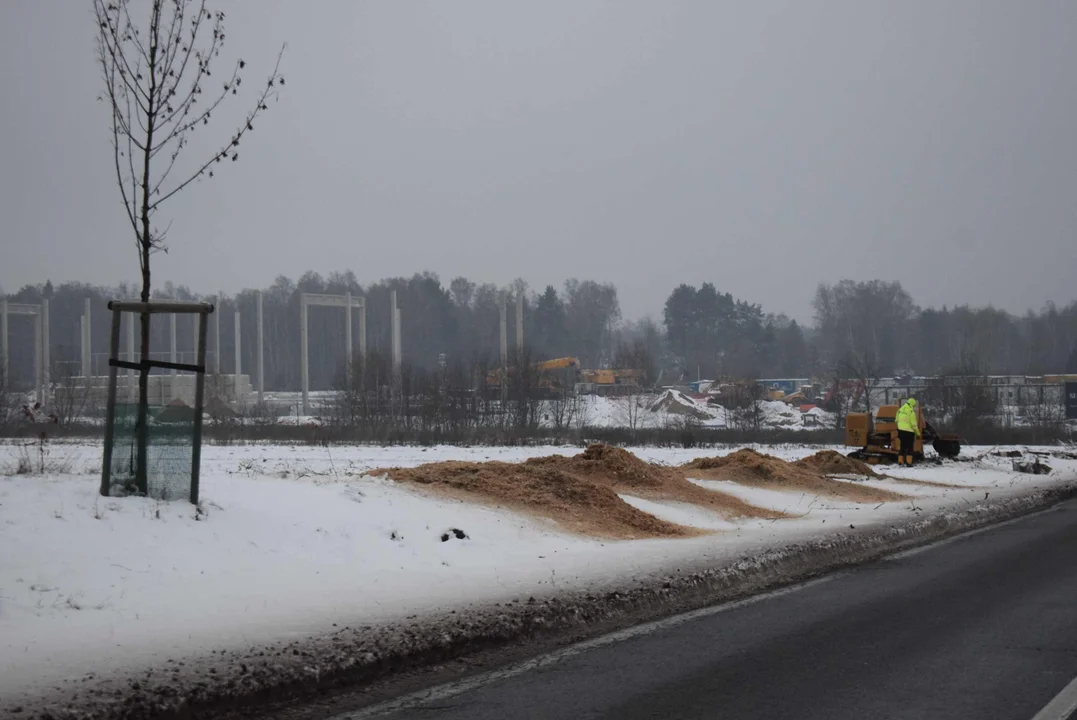 Wzdłuż drogi wycięto 120 drzew! Przerzedza się trasa między Piątkiem a Zgierzem [ZDJĘCIA] - Zdjęcie główne