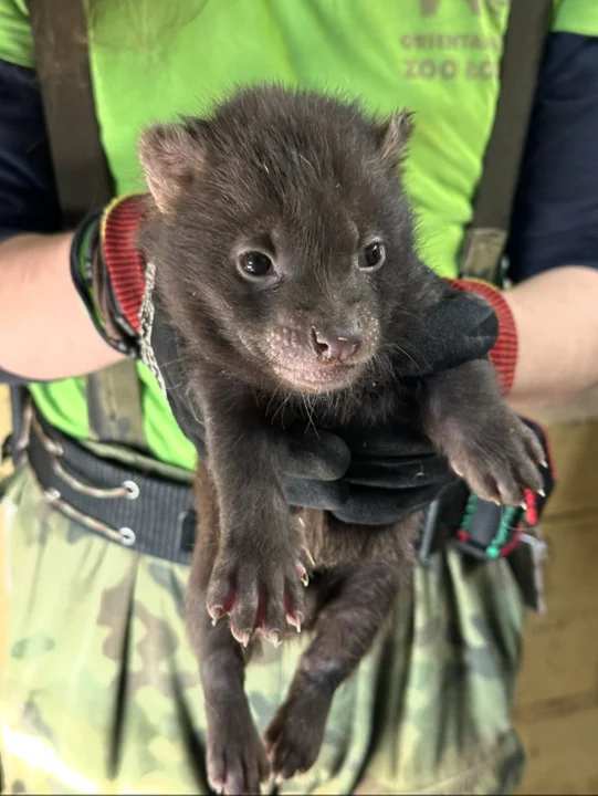 W łódzkim zoo urodziły się pakożery