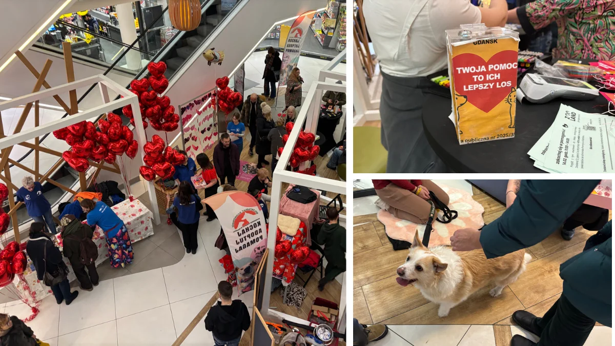 Miłość miała cztery łapy. Tego dnia w Gdańsku było naprawdę wyjątkowo - Zdjęcie główne