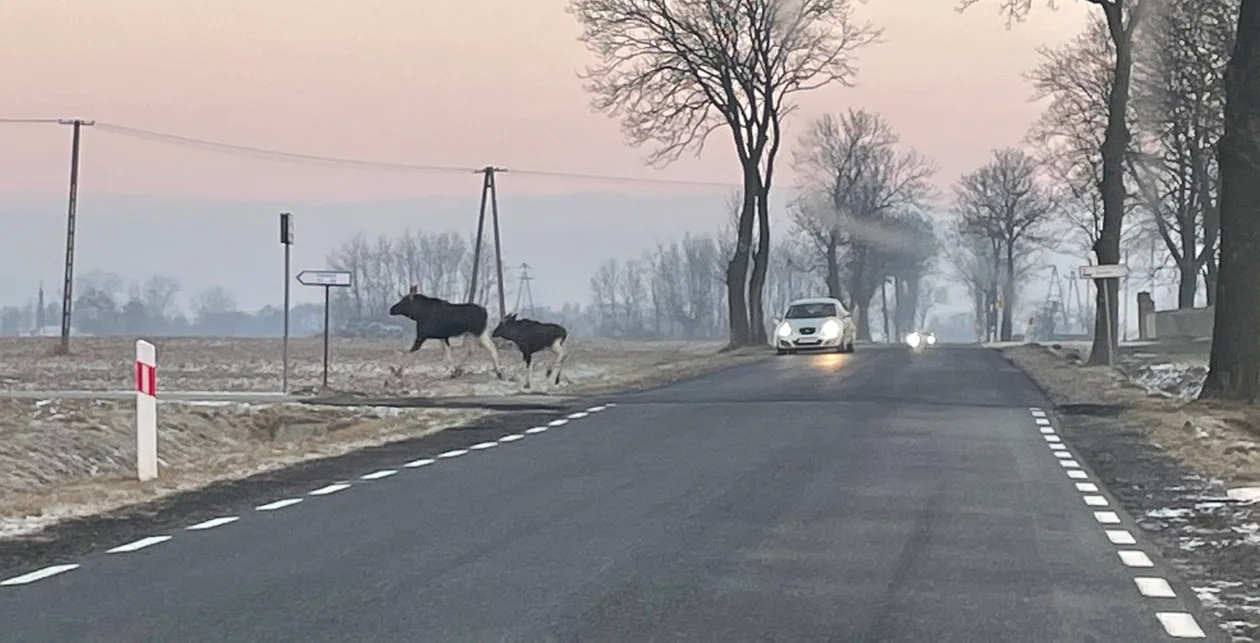 Uwaga kierowcy! Łosie niebezpiecznie blisko dróg, wójt pokazuje zdjęcia [FOTO] - Zdjęcie główne