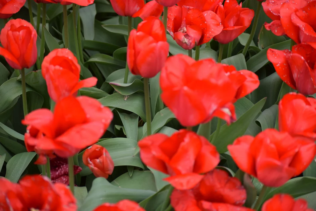 Tulipany w ogrodzie botanicznym