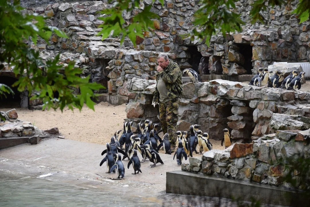 Podpisano umowę na modernizację wybiegu dla pingwinów w płockim ZOO