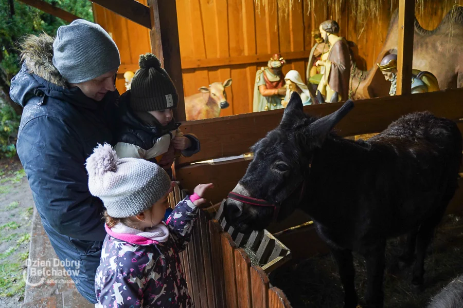 Bełchatowianie odwiedzają żywą szopkę bożonarodzeniową. Jakie zwierzęta można w niej zobaczyć? [FOTO] - Zdjęcie główne