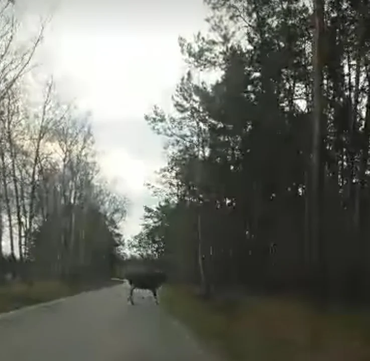 Leśne zwierzęta z pod Zgierza