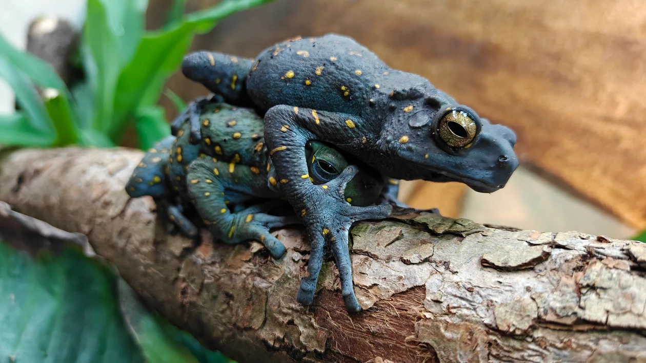Oto nowi lokatorzy płockiego zoo. To prawdziwe unikaty! - Zdjęcie główne