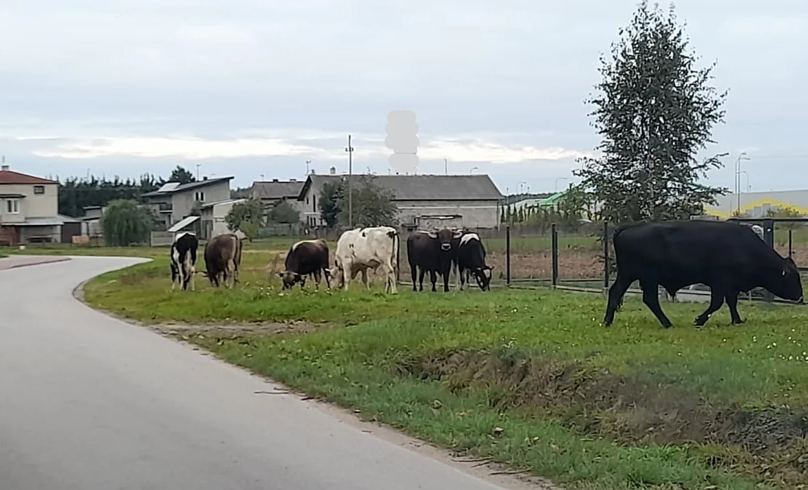 Oko w oko z... bykami! Potężne zwierzęta uciekły właścicielowi i spacerowały po ulicy! [ZDJĘCIA] - Zdjęcie główne