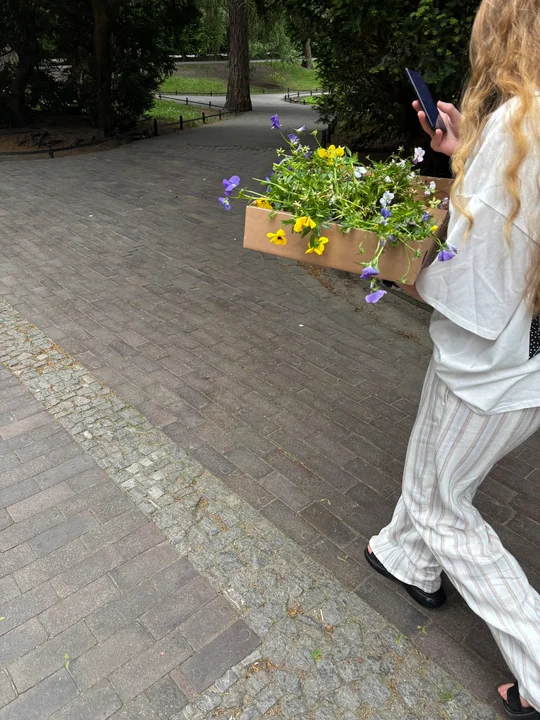 Zbrataj się z bratkiem w Gdańsku. Mieszkańcy tłumnie ruszyli do parków po darmowe kwiaty
