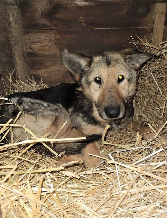 fb/Fundacja Mondo Cane