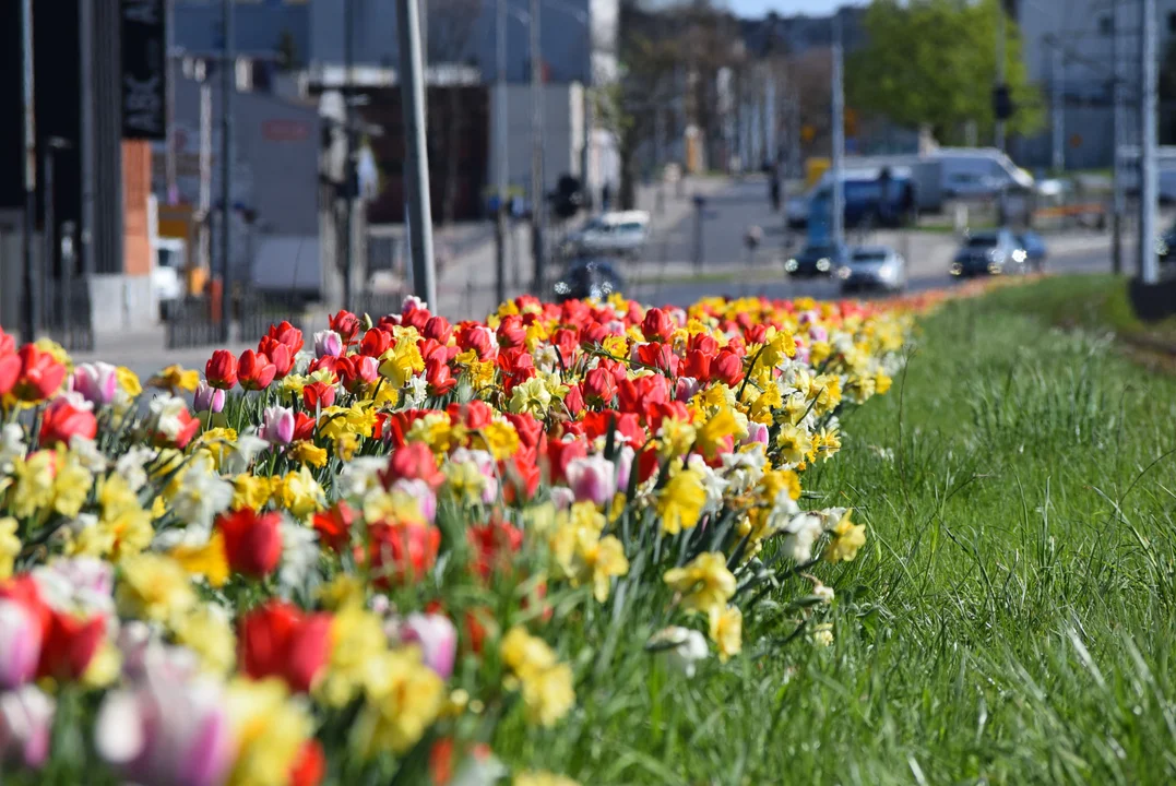 Tulipany na Bałutach